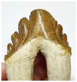 T59 - Rare Huge 4.21 Inch Basilosaurus (Whale Ancestor) Molar Rooted Tooth