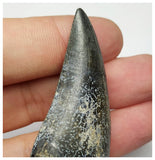 T2- Nicely Serrated Eocarcharia dinops Dinosaur Tooth - Cretaceous Elrhaz Fm Tenere Desert