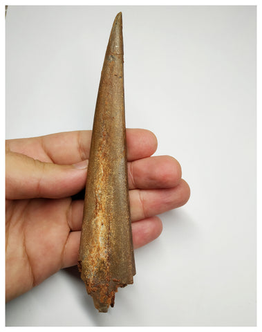 J58 - Museum Grade 5.94'' Cretaceous Azhdarchid Pterosaur Dentary Bone KemKem