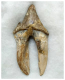 J34 - Finest Grade Huge 12,1cm Basilosaurus (Whale Ancestor) Molar Rooted Tooth