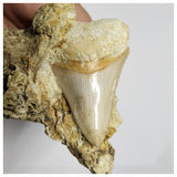 T126 - Finest Quality Serrated 2.55'' Megalodon Tooth in Matrix Indonesia Location