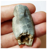 H24 -Exceedingly Rare Unidentified Basal Iguanodontian Dinosaur Tooth - Cretaceous Elrhaz Fm