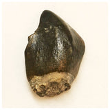 JS41 - Top Rare Jobaria tiguidensis Sauropod Dinosaur Tooth Jurassic Tiouraren Fm