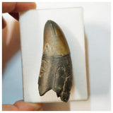 H43 - Huge Rooted Sarcosuchus imperator Crocodile Tooth Lower Cretaceous Elrhaz Fm