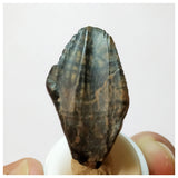 H29 -Exceedingly Rare Unidentified Basal Iguanodontian Dinosaur Tooth - Cretaceous Elrhaz Fm