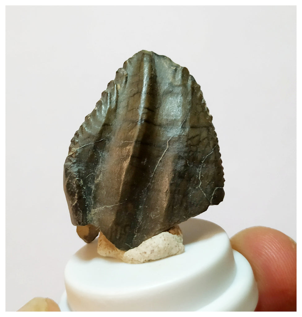 H27 -Exceedingly Rare Unidentified Basal Iguanodontian Dinosaur Tooth - Cretaceous Elrhaz Fm