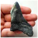 14004 - Nicely Serrated Black 2.75 Inch Carcharocles Megalodon Shark Tooth