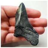 14004 - Nicely Serrated Black 2.75 Inch Carcharocles Megalodon Shark Tooth