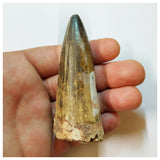 H44 - Huge Sarcosuchus imperator Crocodile Tooth Lower Cretaceous Elrhaz Fm