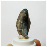 H29 -Exceedingly Rare Unidentified Basal Iguanodontian Dinosaur Tooth - Cretaceous Elrhaz Fm