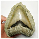 T114 - Finest Quality Serrated 5.19'' Megalodon Tooth in Matrix Indonesia Location