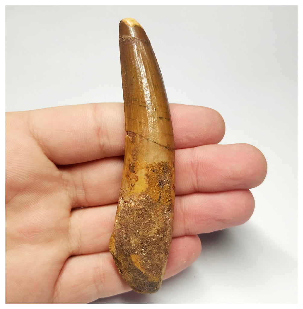 T100 - Large 3.74 Inch Spinosaurus Dinosaur Tooth Upper Cretaceous KemKem Beds