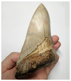 T129 - Insane Huge Serrated 5.51'' Megalodon Tooth from Rare Indonesia Location