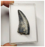 T2- Nicely Serrated Eocarcharia dinops Dinosaur Tooth - Cretaceous Elrhaz Fm Tenere Desert