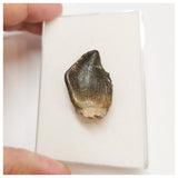 JS41 - Top Rare Jobaria tiguidensis Sauropod Dinosaur Tooth Jurassic Tiouraren Fm