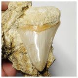 T126 - Finest Quality Serrated 2.55'' Megalodon Tooth in Matrix Indonesia Location