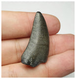 T4- Nicely Serrated Eocarcharia dinops Dinosaur Tooth - Cretaceous Elrhaz Fm Tenere Desert