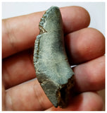 H24 -Exceedingly Rare Unidentified Basal Iguanodontian Dinosaur Tooth - Cretaceous Elrhaz Fm