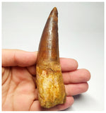 T95 - Huge 4.56 Inch Spinosaurus Dinosaur Tooth Upper Cretaceous KemKem Beds