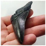 14004 - Nicely Serrated Black 2.75 Inch Carcharocles Megalodon Shark Tooth