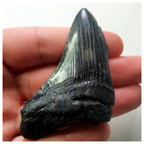 14004 - Nicely Serrated Black 2.75 Inch Carcharocles Megalodon Shark Tooth