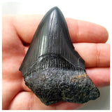 14005 - Nicely Serrated Black 2.59 Inch Carcharocles Megalodon Shark Tooth