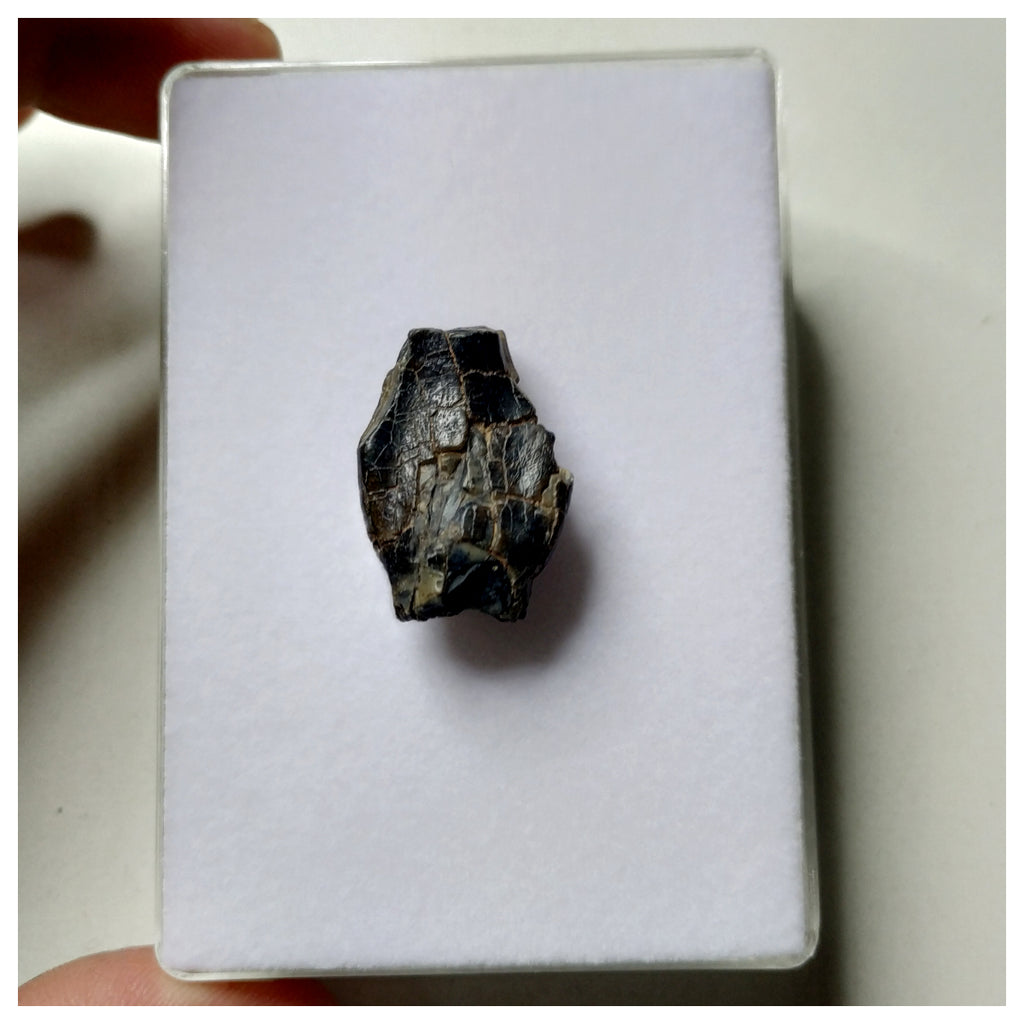 S19 - Top Rare Unidentified Basal Sauropod Dinosaur Tooth Jurassic Tenere Desert