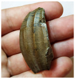 H24 -Exceedingly Rare Unidentified Basal Iguanodontian Dinosaur Tooth - Cretaceous Elrhaz Fm