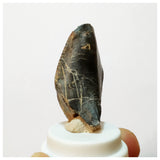 H29 -Exceedingly Rare Unidentified Basal Iguanodontian Dinosaur Tooth - Cretaceous Elrhaz Fm