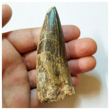 H44 - Huge Sarcosuchus imperator Crocodile Tooth Lower Cretaceous Elrhaz Fm