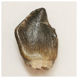 JS41 - Top Rare Jobaria tiguidensis Sauropod Dinosaur Tooth Jurassic Tiouraren Fm