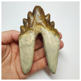 T57 - Rare Huge 4.64 Inch Basilosaurus (Whale Ancestor) Molar Rooted Tooth