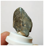 H27 -Exceedingly Rare Unidentified Basal Iguanodontian Dinosaur Tooth - Cretaceous Elrhaz Fm