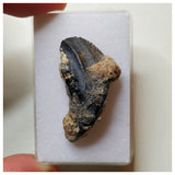 S34 - Ouranosaurus nigeriensis Basal Hadrosaur Dinosaur Rooted Tooth Cretaceous Elrhaz Fm