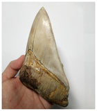 T129 - Insane Huge Serrated 5.51'' Megalodon Tooth from Rare Indonesia Location