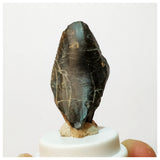 H29 -Exceedingly Rare Unidentified Basal Iguanodontian Dinosaur Tooth - Cretaceous Elrhaz Fm