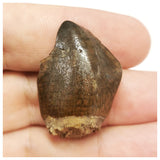JS41 - Top Rare Jobaria tiguidensis Sauropod Dinosaur Tooth Jurassic Tiouraren Fm