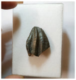 H27 -Exceedingly Rare Unidentified Basal Iguanodontian Dinosaur Tooth - Cretaceous Elrhaz Fm