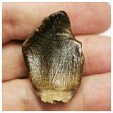 JS41 - Top Rare Jobaria tiguidensis Sauropod Dinosaur Tooth Jurassic Tiouraren Fm