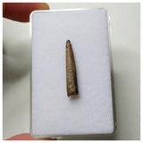 S56 - Top Rare Nigersaurus taqueti Sauropod Dinosaur Tooth Cretaceous Elrhaz Fm