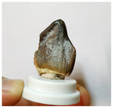 H22 - Nicely Preserved Jobaria Sauropod Dinosaur Tooth Jurassic Tiouraren Fm