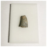 J27- Rare Eocarcharia dinops Dinosaur Tooth - Cretaceous Elrhaz Fm Tenere Desert