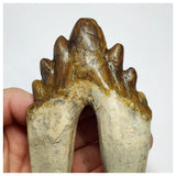 T57 - Rare Huge 4.64 Inch Basilosaurus (Whale Ancestor) Molar Rooted Tooth