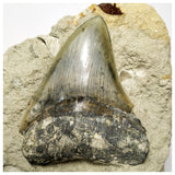 T116 - Finest Quality Serrated 3.46'' Megalodon Tooth in Matrix Indonesia Location