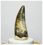 H6 - Eocarcharia dinops Dinosaur Tooth - Cretaceous Elrhaz Fm Tenere Desert