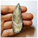 H14 - Eocarcharia dinops Dinosaur Tooth - Cretaceous Elrhaz Fm Tenere Desert
