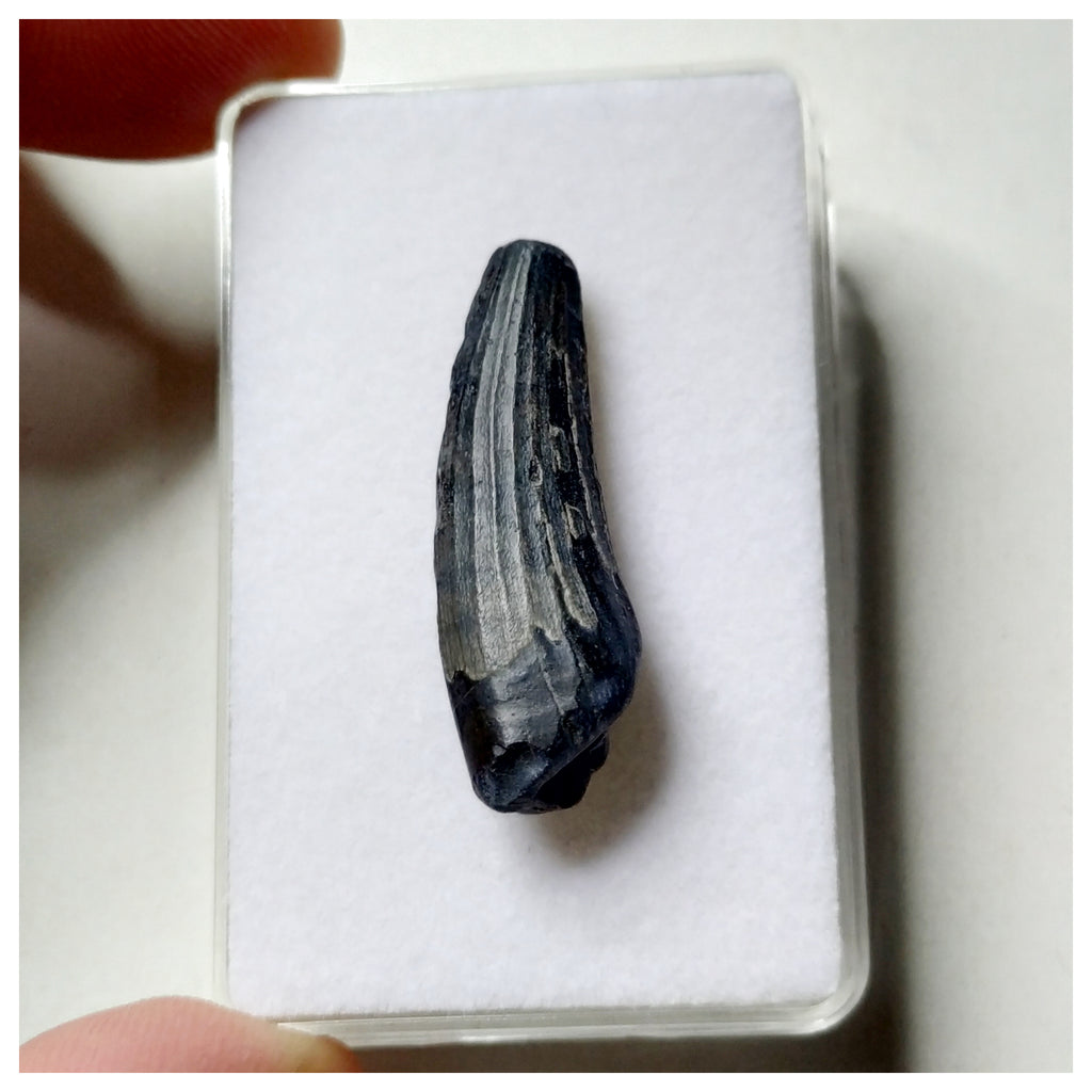 S11 - Exceedingly Rare Suchomimus tenerensis Dinosaur Tooth - Elrhaz Fm - Niger