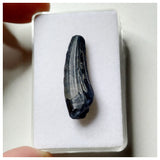 S11 - Exceedingly Rare Suchomimus tenerensis Dinosaur Tooth - Elrhaz Fm - Niger