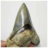 T124 - Finest Quality Serrated 4.80'' Megalodon Tooth in Matrix Indonesia Location