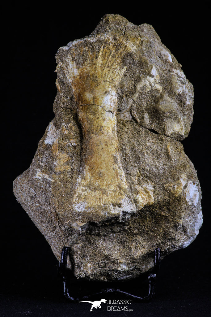 20500 - Finest Grade Unidentified Mosasaur Phalanx Paddle Bone in Matrix Cretaceous